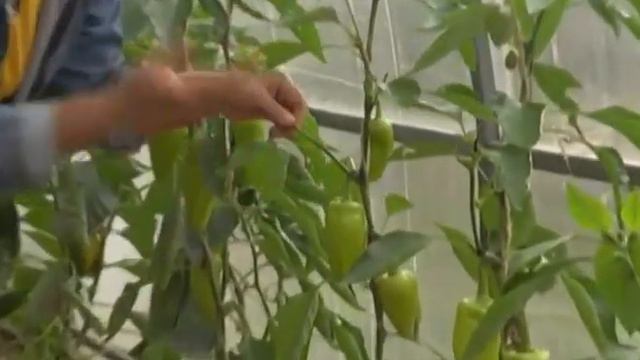 Дачные советы 31.07.2014 смотреть онлайн