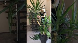 Формирование пальмы – обрезка Юкки