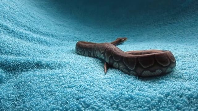 Female Cinnamon Ball Python смотреть онлайн