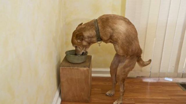 Новые10 САМЫХ ШОКИРУЮЩИХ МУТАЦИЙ ЖИВОТНЫХ смотреть онлайн