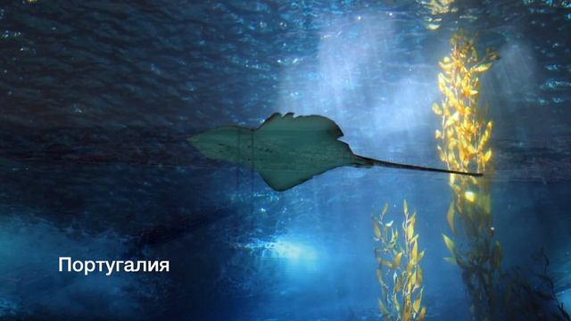 Моё хобби: фото-, видеосъёмка и монтаж видеофильмов смотреть онлайн