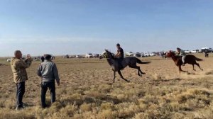 Скачки в Кунбатаре 05.11.2023. Лошади местной породы. 3200 м