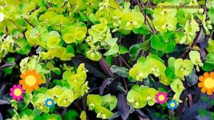 Молочай миндалевидный Пурпуреа. Краткий обзор, описание euphorbia amygdaloides Purpurea