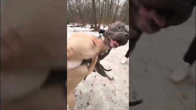 Питбуль vs Стаффорд.. Отбивается от настойчивого жениха).. #pitbull #стаф #ufc #жизнь #youtube #пёс смотреть онлайн