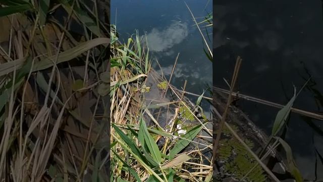 клев как на чёрных камнях ? #рыбалка #красота #поплавок #клев #река #окунь смотреть онлайн