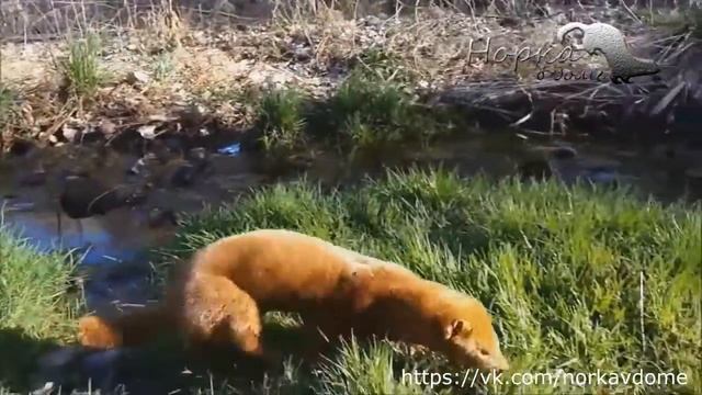 ОТЛИЧИЯ хорька и норки. Часть 3 смотреть онлайн