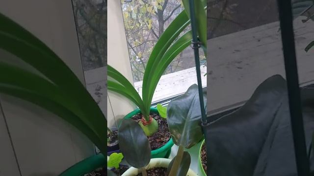 Подготовка к зимовке комнатных растений смотреть онлайн