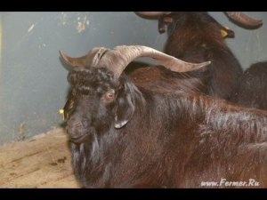 Козы оренбургской породы на Всероссийской выставке овец г Элиста