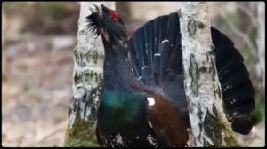 птица Глухарь