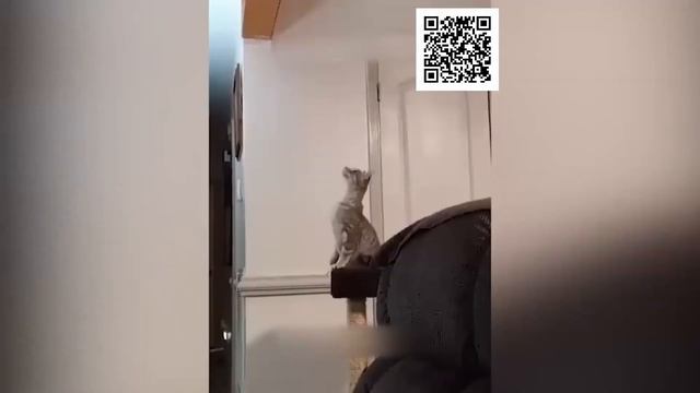 🐾 Улетные Приколы: Смешные Моменты с Животными! 🐵 Видео 974 смотреть онлайн