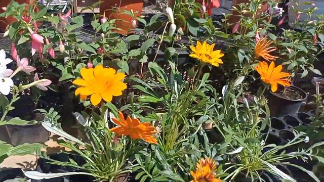 цветы продают на рынке смотреть онлайн