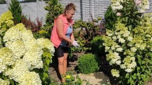 Как стричь шаровидную тую | Стрижка шаровидной туи для начинающих