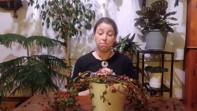 Peperomia Verticillata - Peperomia Red Log