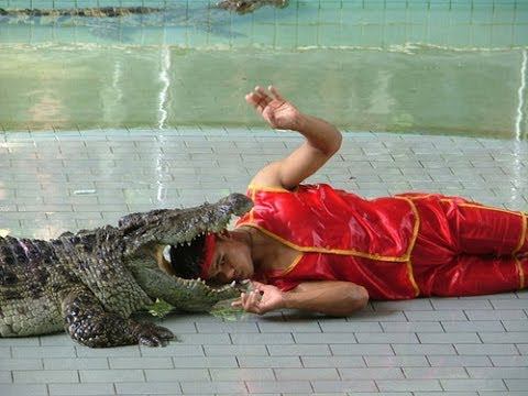 Шоу крокодилов. Паттайя. Интересно и опасно))) смотреть онлайн