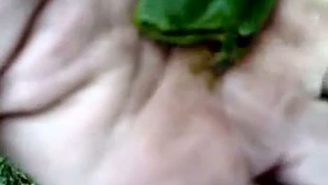 Лягушка квакша. Квакша #2 смотреть онлайн
