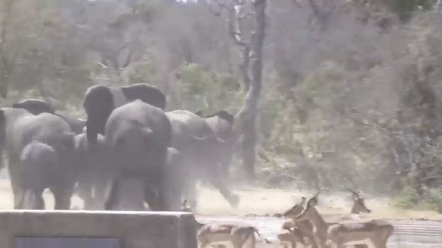 Слоны Спасают Импалу от Утопления смотреть онлайн