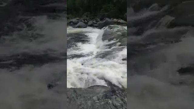 Река Колвица, Мурманская область. Нерест горбуши смотреть онлайн