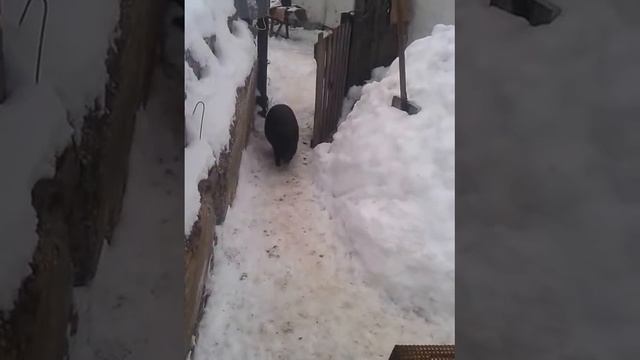 Вьетнамские вислобрюхие. Зимний загончик. смотреть онлайн