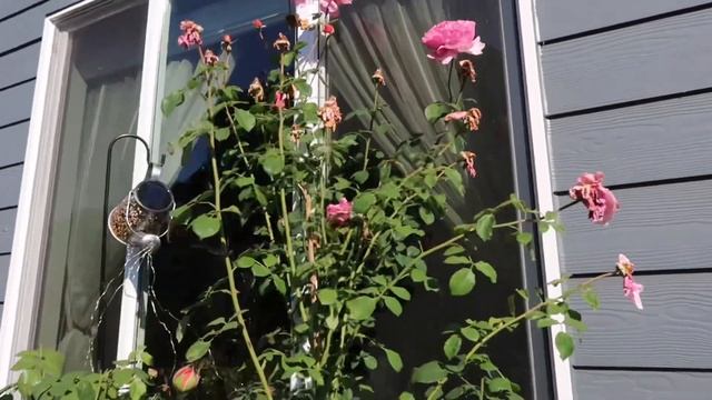 Container Princess Alexandra of Kent Rose Growing 7 feet Tall / Zone 8b (PNW) Gardening смотреть онлайн