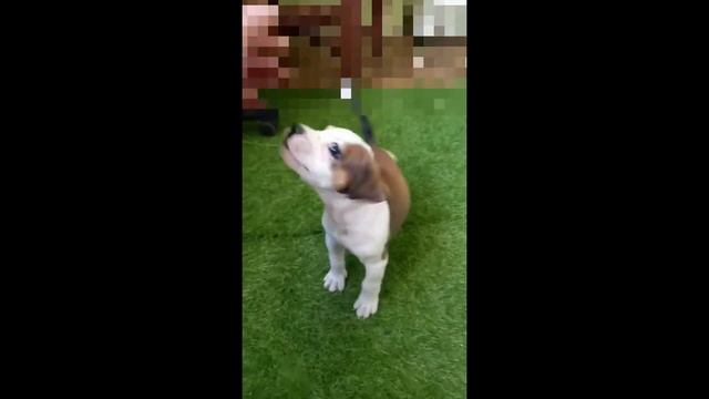 ПитБульдог ДЖЕСИКА видио от владельцев смотреть онлайн