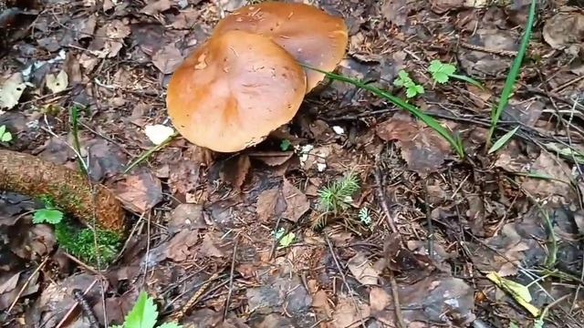А есть ли в Палехе грибы?! смотреть онлайн