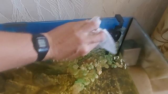 АКВАРИУМ! СМЕНА ВОДЫ. РЫБКИ. ПРОЦЕСС. смотреть онлайн