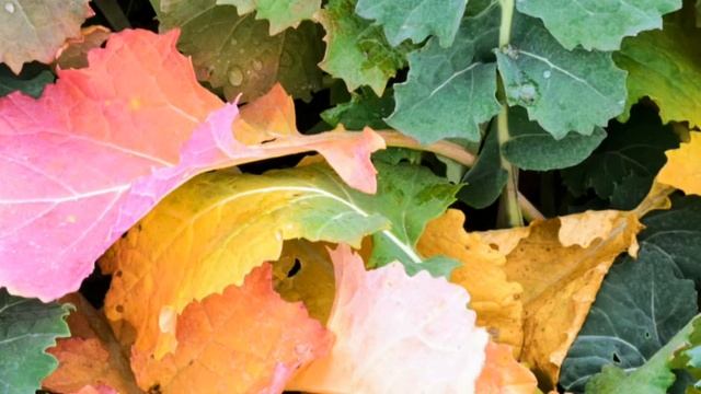 Озимый рапс смотреть онлайн