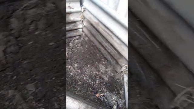 Т-16м вывоз навоза на участок! смотреть онлайн