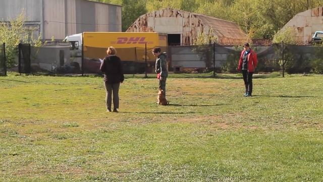 Брюссельский гриффон. Обидиенс1. смотреть онлайн