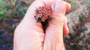 Пузыреплодник Little joker