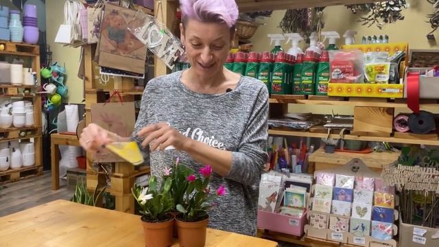 Рипсалидопсисы - декабристы или нет?