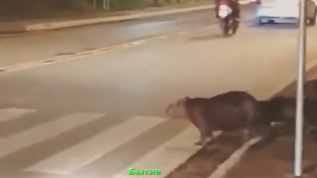 Капибары как люди умело переходят пешеход