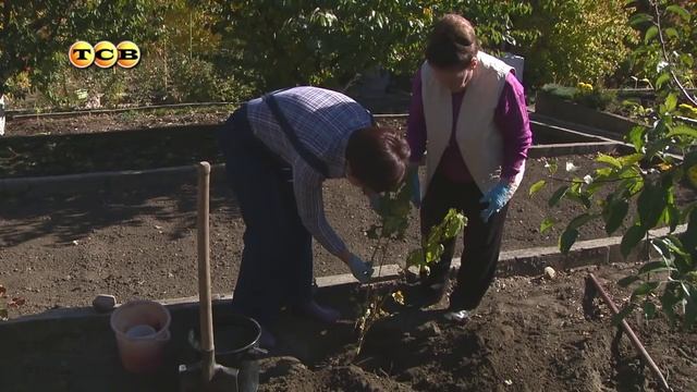 Когда и как посадить смородину - 6 соток смотреть онлайн