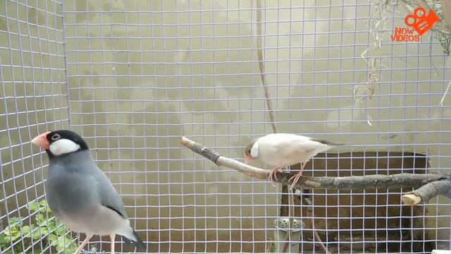 Java finch singing | Sparrows Enjoying in nest | Infobeam TV смотреть онлайн