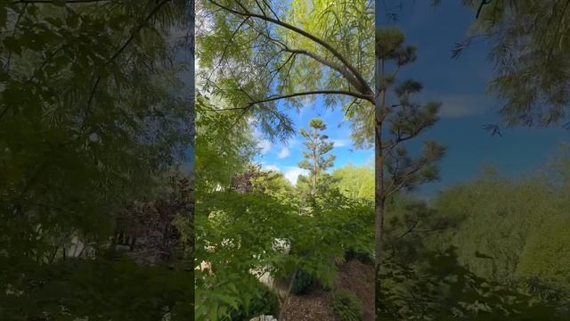 Японский сад в Тюмени. смотреть онлайн