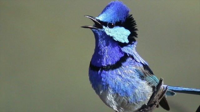 Удивительные соседи. Блестящий расписной малюр смотреть онлайн