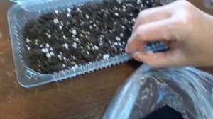 Проращивание семян маракуйи, как делаем мы.