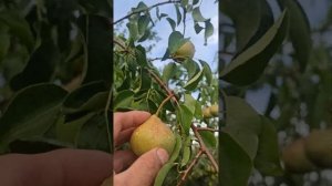 Прекрасный сорт для Сибири -груша Памяти Яковлева.