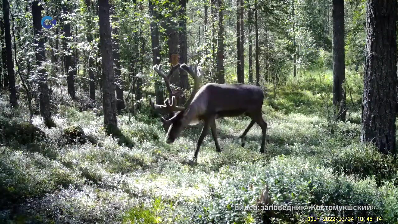 Лесной северный олень смотреть онлайн