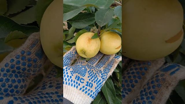 Сорт яблони Памяти Нестерова. Яблоня Памяти Нестерова. 23 сентября 2022 г. смотреть онлайн