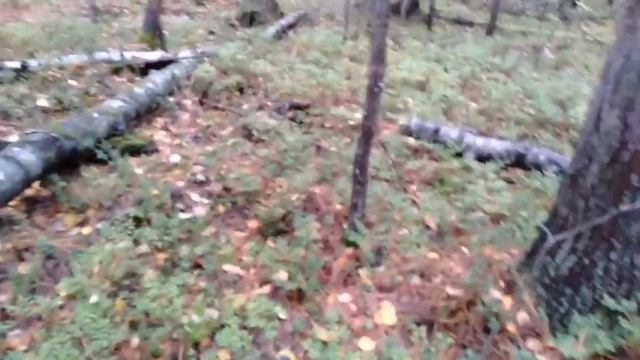 ЗАГОТОВКА КЕДРОВЫХ ШИШЕК В СИБИРИ! смотреть онлайн