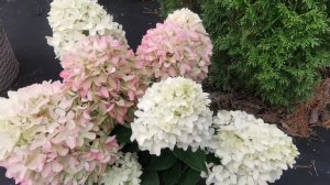 Гортензии Скайфол, Меджикал мон блан, Саммер Бриз, Бонфаер, Металика