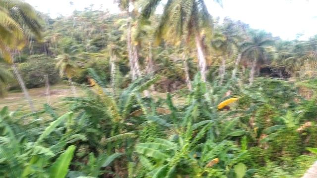 ?Ринкон?Райский пляж?Лас Галерас?Полуостров Самана?Доминикана?Rincon beach?Samana?Dominican Republi смотреть онлайн