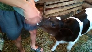 Выращивание здоровых телят.