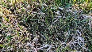 Зимний привет. Снежная плесень на газоне