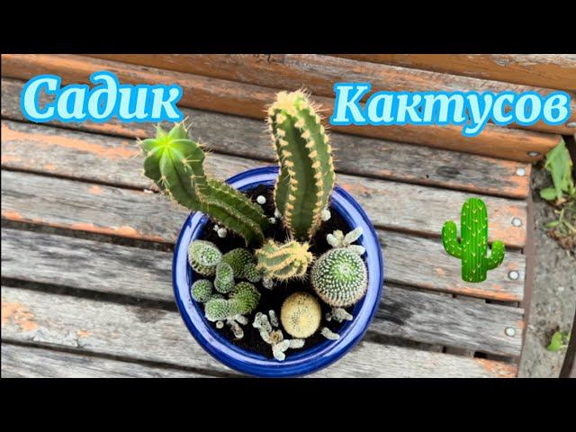 Пересадка старых кактусов / Садик кактусов / Кактусы в новый дом смотреть онлайн