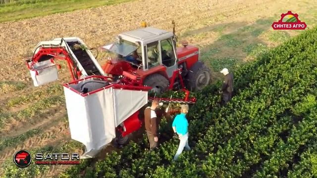 Овощеуборочный(морковь, свекла, чеснок...) комбайн для МТЗ Sator смотреть онлайн