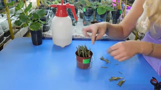 КАК ВЫРАСТИТЬ РОЗМАРИН В ДОМАШНИХ УСЛОВИЯХ ! смотреть онлайн