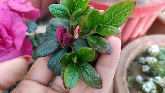 Azalea Plant Care/How To Grow And Care Azalea Plant/ Best Care And Fertilizer Tips For Azalea Plant смотреть онлайн