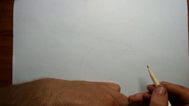 Как просто нарисовать дельфина смотреть онлайн